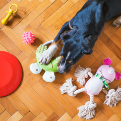 Collection image for: Pet Toys