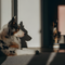 Pet Health